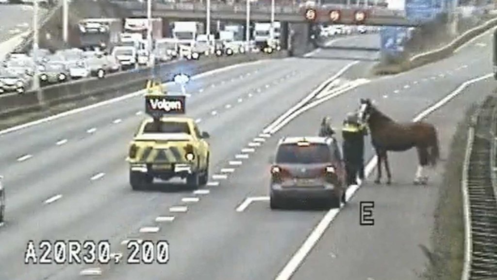 Caballo sorprende en la A20 en Rotterdam